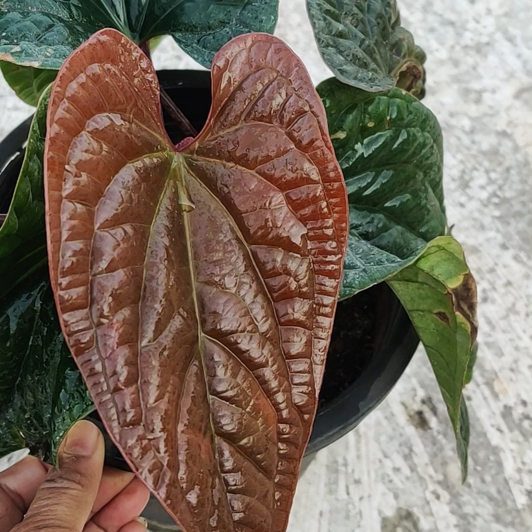 Anthurium Luxurians Radicans